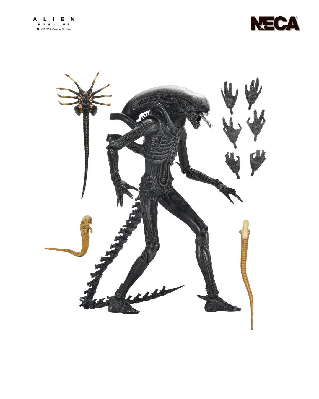 Alien: Romulus - Ultimate Xenomorph XX121 7" Scale Action Figure - Image 7